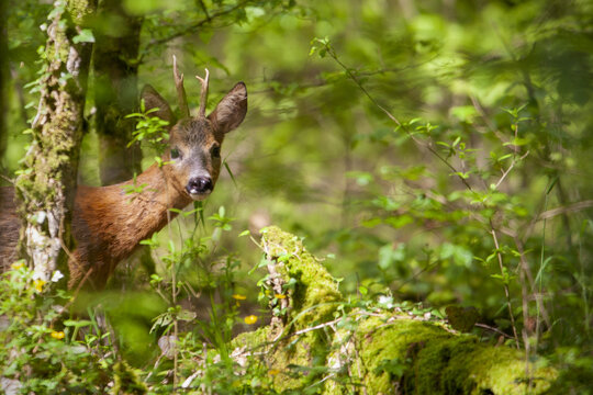Jeune chevreuil en foret