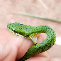 close up of a green snake
