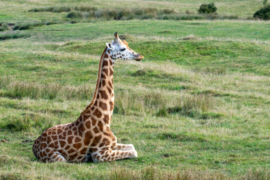 Young giraffe sitting and resting