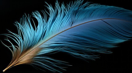 Bird feathers. Realistic feathers. 