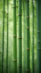Fototapeta premium bamboo forest background