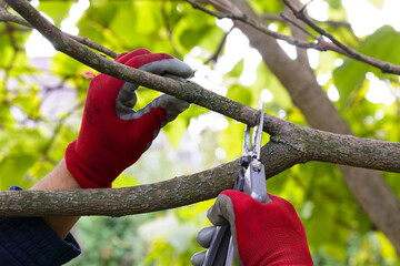 Man pruning of trees with secateurs in the garden