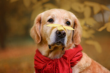 close-up portrait of a beautiful red dog golden retriever labrador in a red scarf on yellow leaves in autumn in the park