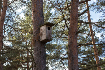 Wooden brown birdhouse on a trunk of tree in the park. Small house for birds. Autumn season.