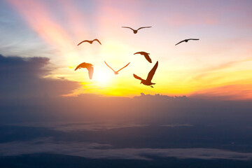Fototapeta premium concept of freedom bird silhouettes in the evening sky
