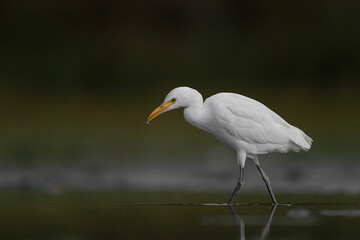 The cattle egret, fine art portrait  (Bubulcus ibis)