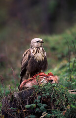 Shod buzzard (Buteo lagopus)  Poiana calzata