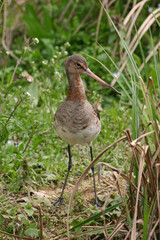 Black-tailed Godwit, Pittima Reale, Limosa limosa