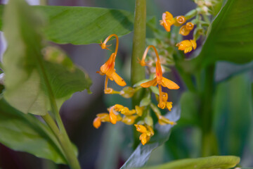 Globba schomburgkii (Dancing Girl Ginger flower) is a plant in the Ginger family. 