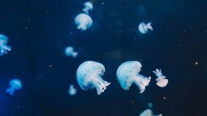 Naklejka na ściany i meble Close up view of the Jellyfish