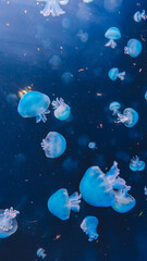 Obraz na płótnie Canvas Close up view of the Jellyfish