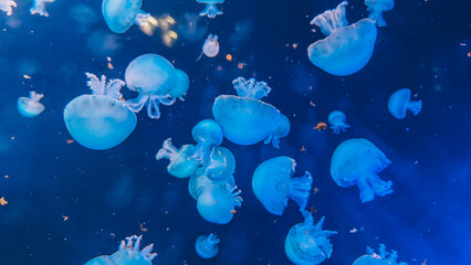 Obraz na płótnie Canvas Close up view of the Jellyfish