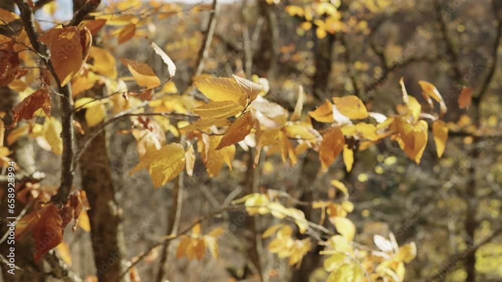 Canvas Prints slow motion of autumn leaves on a branch in october