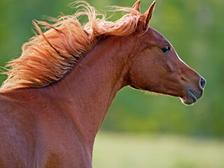 Arabian Horse chestnut galloping, with flying mane, head profile closeup
