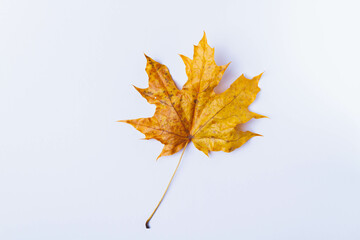 Autumn maple leaf yellow on white background. Dry leaf fallen from tree.