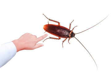 Finger points to  cockroach,cockroach, scary cockroach Scary, cockroaches are disease-carrying insects,transparent background png file