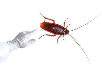 Finger points to  cockroach,cockroach, scary cockroach Scary, cockroaches are disease-carrying insects,transparent background png file
