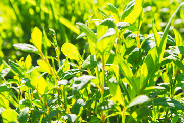 Bright green grass in sun. Green grass close-up. Sunny glade.