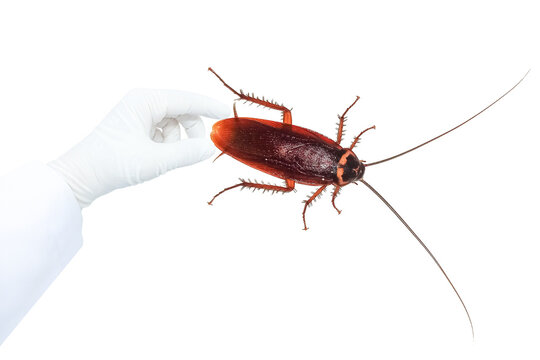 Finger points to  cockroach,cockroach, scary cockroach Scary, cockroaches are disease-carrying insects,transparent background png file