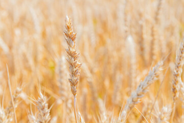 New crop of wheat. Ears of wheat in the sun. Field before harvest.