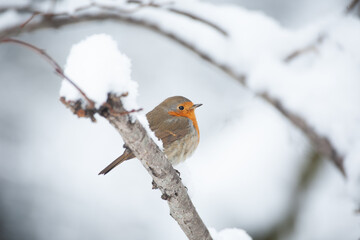 Robin at the bath, Pettirosso (Erithacus rubecula)