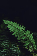 fern leaf in the forest