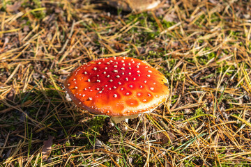 Toadstool mushrooms growing in autumn forest. Autumn season. Red fly agaric. Amanita muscaria.