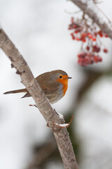 Robin at the bath, Pettirosso (Erithacus rubecula)
