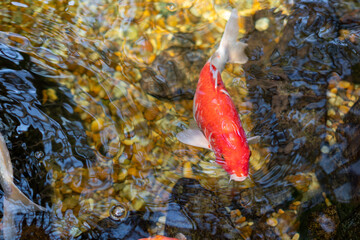 KOI FISH IN ZEN POND