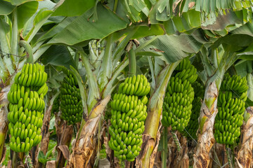 Green tropical banana fruits close-up on banana plantation - 658931143