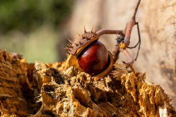 Chestnuts on a round flat stump in the Sauerland on a beautiful autumn day