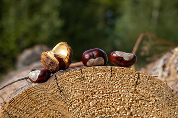 Chestnuts on a round flat stump in the Sauerland on a beautiful autumn day