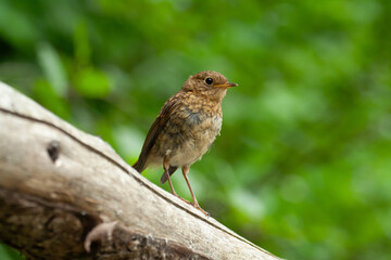 Robin at the bath, Pettirosso (Erithacus rubecula)