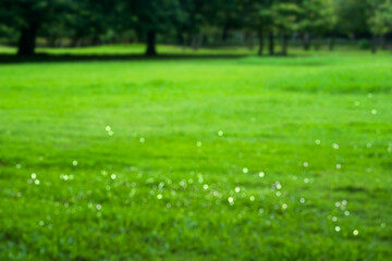 Blurred outdoors image. Blurry background from fresh green grass with soft bokeh and reflection of sunlight.
