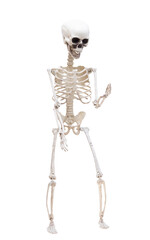 skeleton isolated