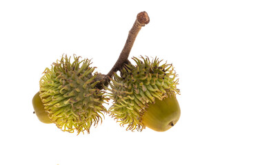 oak acorn isolated