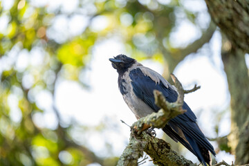 crow sitting on a tree branch