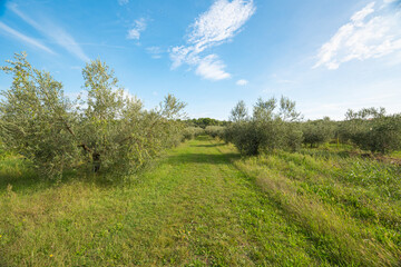garden with olive trees on a sunny day