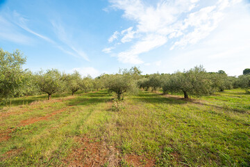 Fototapeta premium garden with olive trees on a sunny day