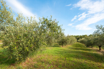 Fototapeta na wymiar garden with olive trees on a sunny day