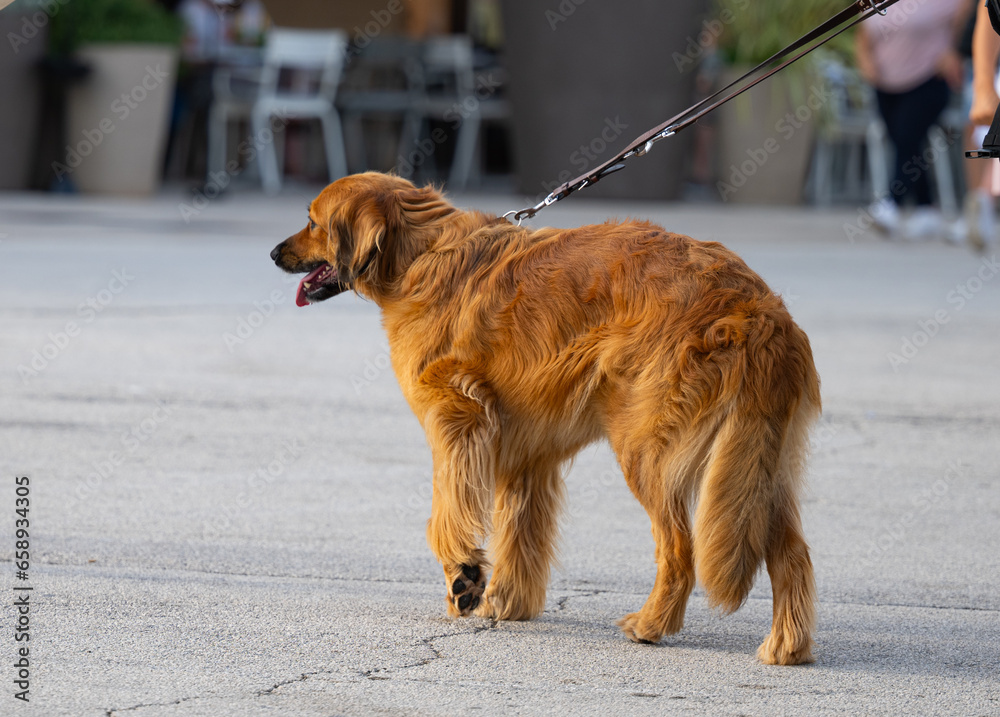 Canvas Prints dog on a walk with owner