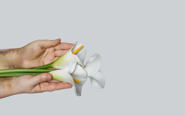 White lily flower in woman hand with issues bruise  on white background with copy space