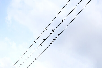 Silhouette birds on wire cable against blue sky