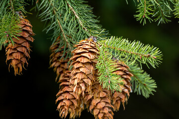Green pine branch with a few cones in autumn in the Sauerland