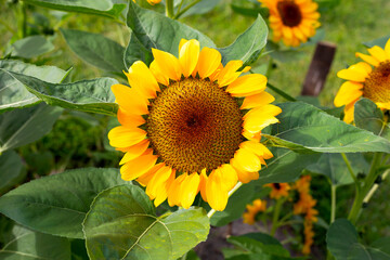 Sunflower field, Beautiful summer landscape.