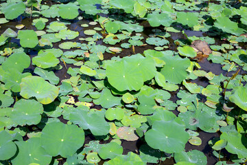 Beautiful green leaves of lotus flower in pond