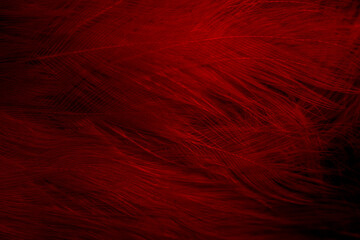 black and red feathers. background