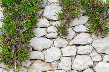 green leaves on a wall of limestone