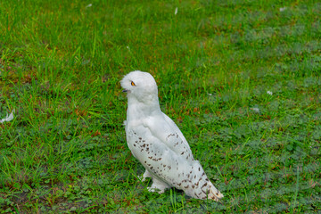 Schneeeule