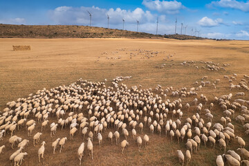 Elevated view of a transhumance route with a flock of sheep and lambs in the agricultural fields during autumn with clear sky in Spain. In the background, several wind turbines producing electricity.